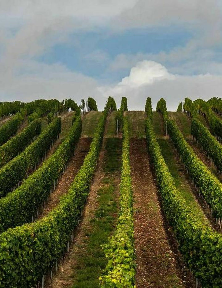 Effervescent Kolonne Null Rosé Cuvée 2021 sans alcool 🥂 Sanzalc, la cave sans alcool et sans complexe