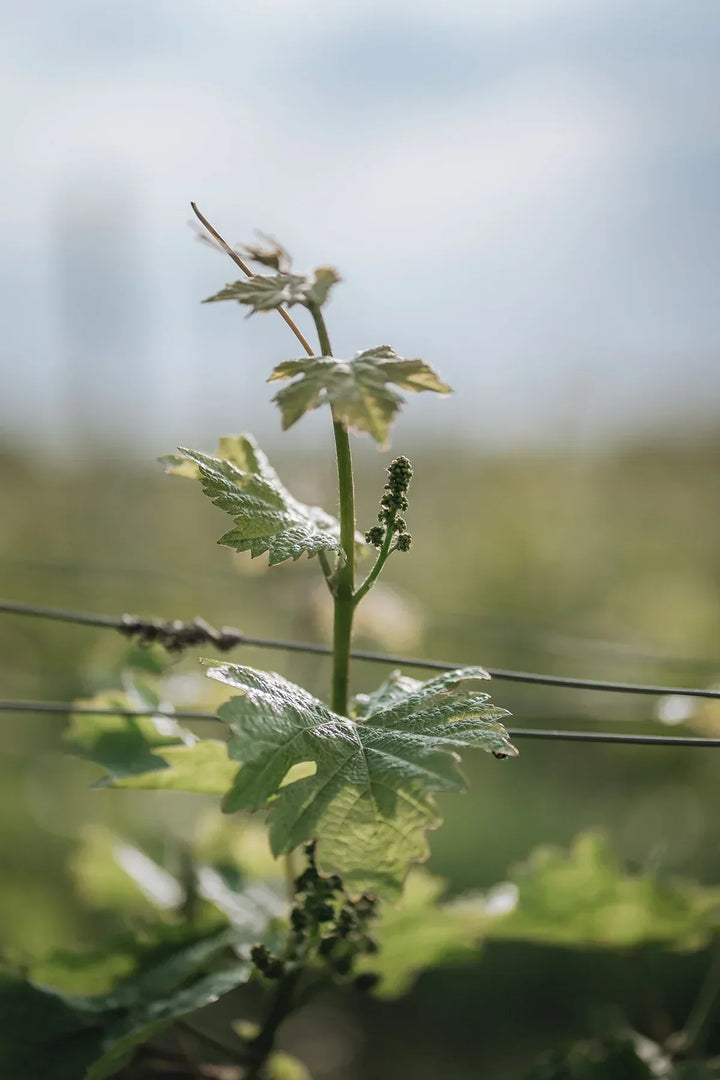 Vin blanc Breakaway Gewurztraminer NETT sans alcool 0,5% Sanzalc, cave sans alcool pour adultes décomplexés