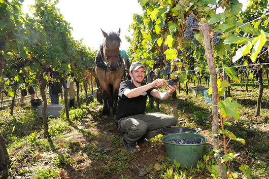 Vin blanc Breakaway Gewurztraminer NETT sans alcool 0,5% Sanzalc, cave sans alcool pour adultes décomplexés