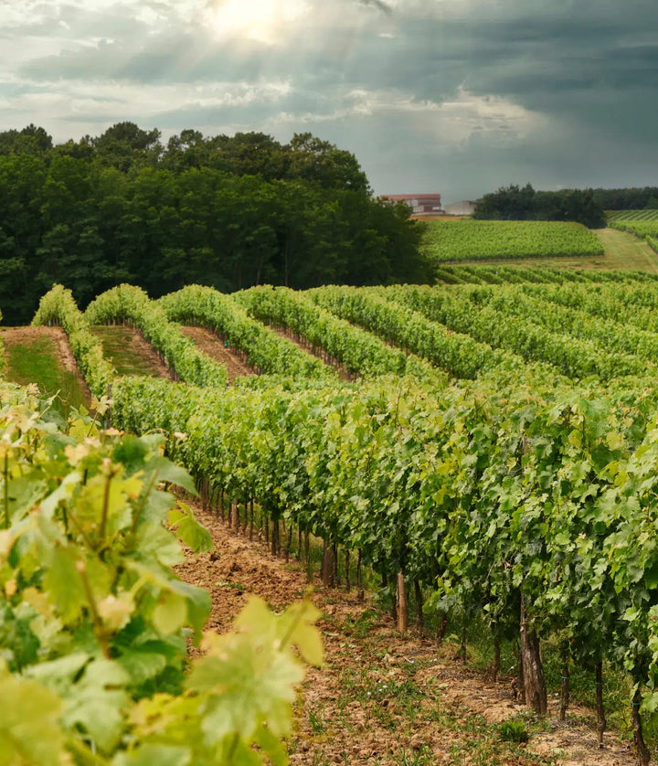 Vin blanc Sauv'Terre sans alcool 0,0% Sanzalc, cave sans alcool pour adultes décomplexés